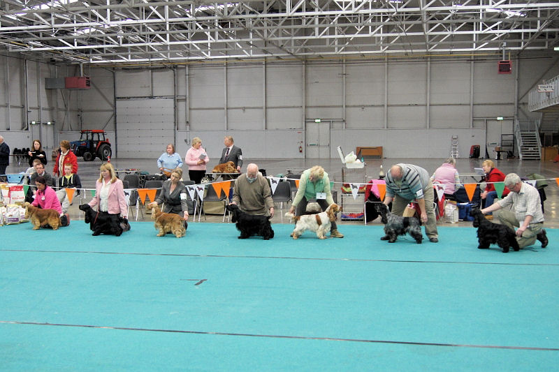 CSCOI2011 112.JPG - Open Dog Class: CARJINBAR PEEKABOO AROUND THORNBROOK , KERRIJOY THE BLACK PANTHER, ACARREAGH DEBONAIR, BAYSWAY SOLAR PRINCE, TEMPLECARRIG GAMBLER BOY, LYNSHOW SEA BREEZE  and SUNNERSET MOONLIGHT BAY AT LAMBEG.